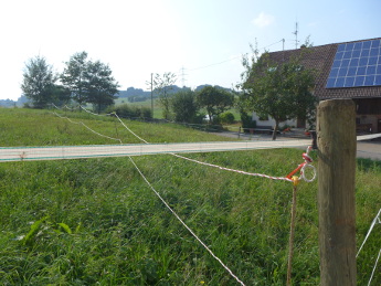 Wiese1